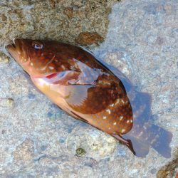 越前海岸でキジハタを探す